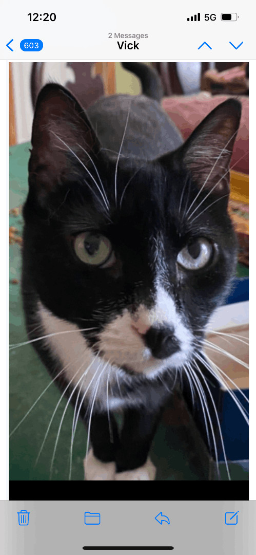 Enlarge Vick- friendly social tuxedo boy , an adopted Tuxedo in West Chester, PA image 2/3