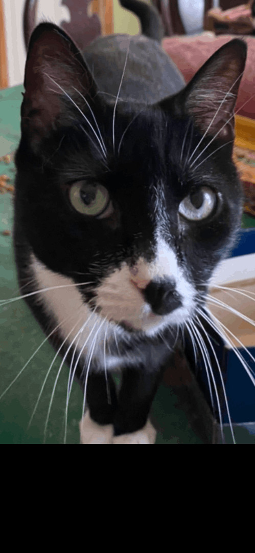 Vick- friendly social tuxedo boy 