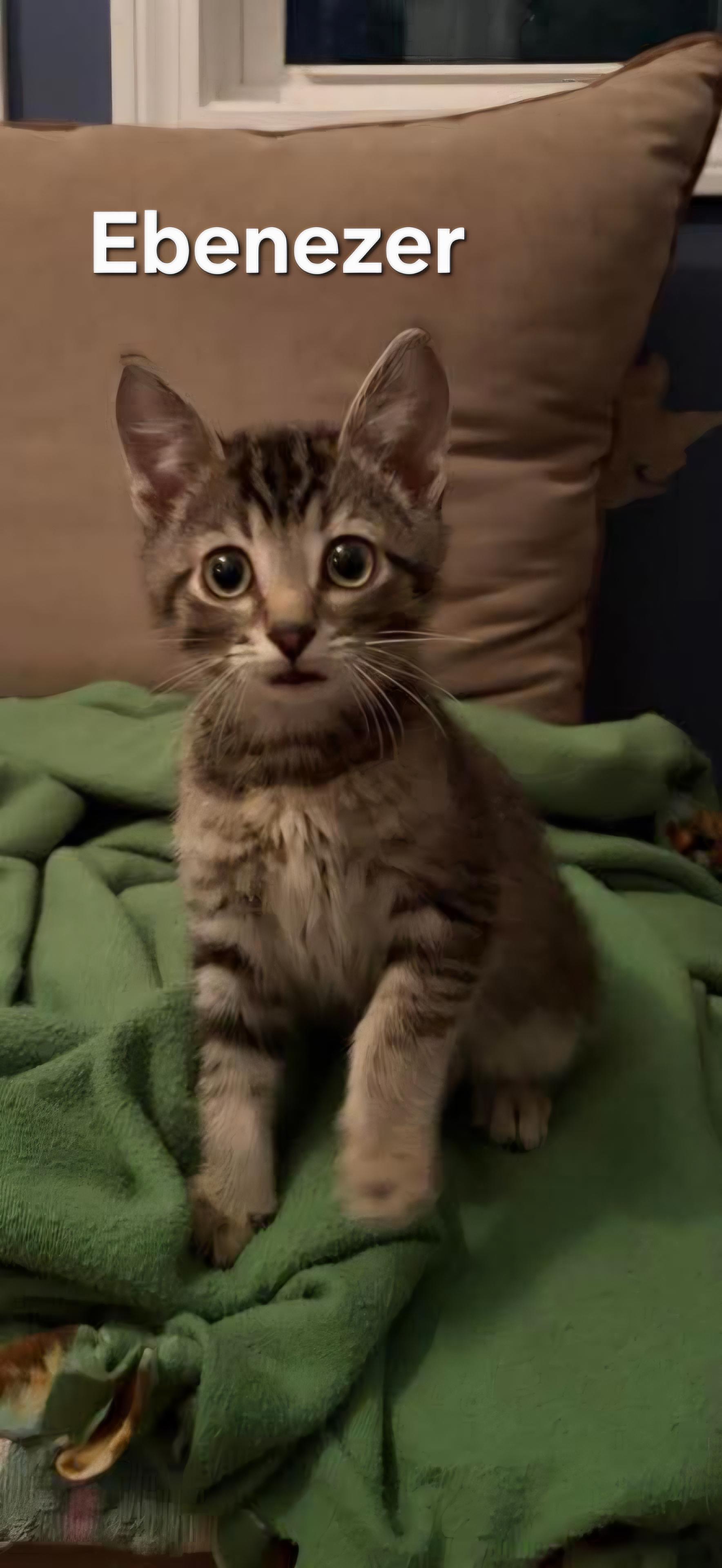 Enlarge  Ebenezer, an adopted Domestic Short Hair in Chicopee, MA image 1/1