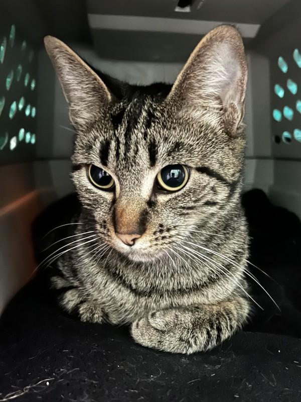 Enlarge Calypso, a Adoptable mixed breed in Santa Rosa, CA image 1/1