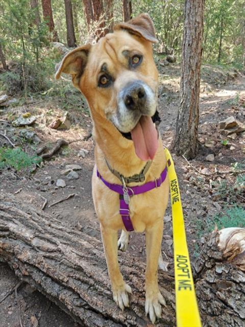 TRIGGER, Adoptable, Adult Male Siberian Husky & Boxer.