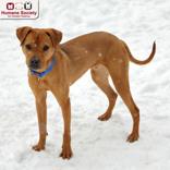 Enlarge Draco, a ADOPTABLE mixed breed in Nashua, NH image 2/2