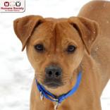 Enlarge Draco, a ADOPTABLE mixed breed in Nashua, NH image 1/2