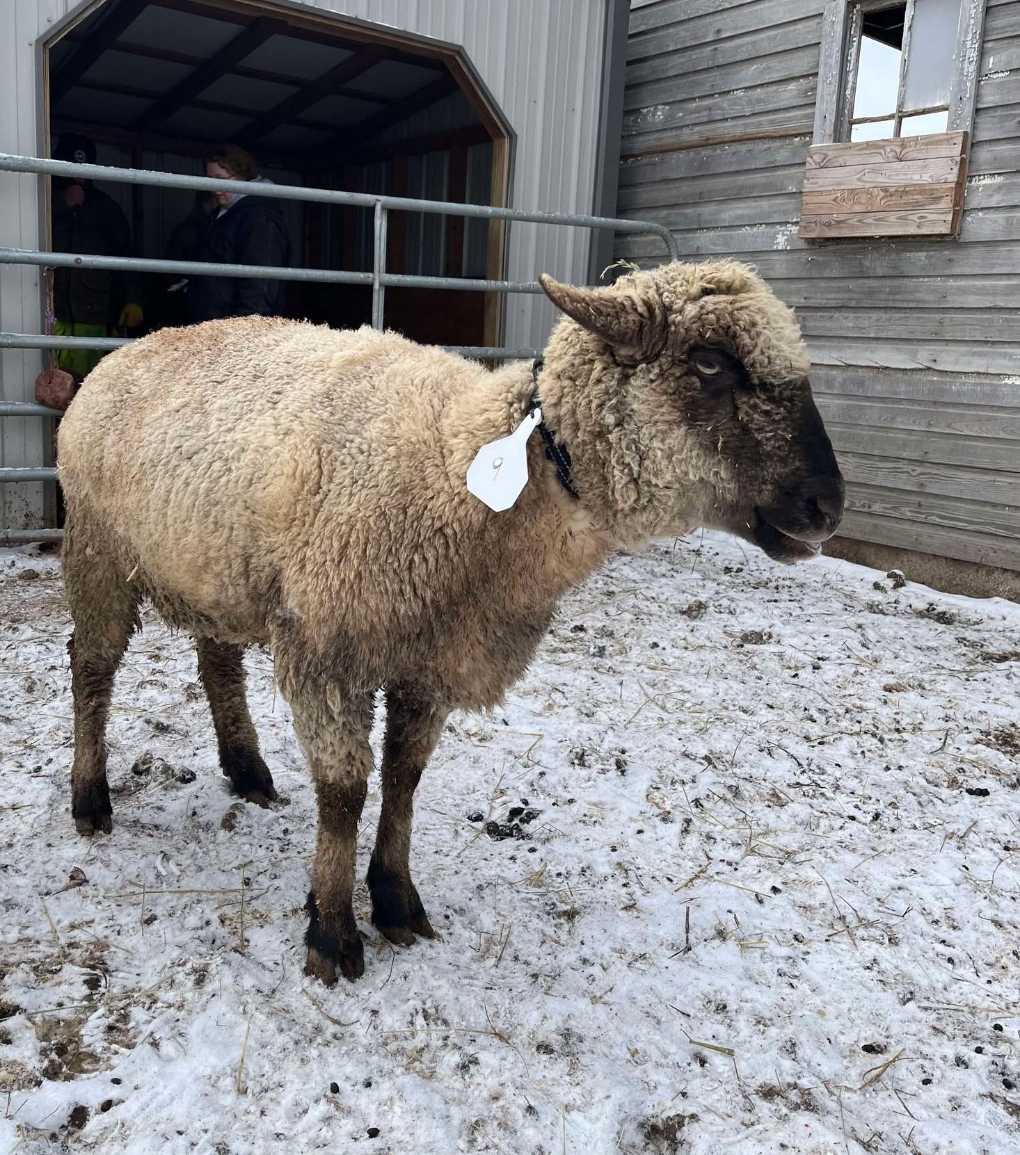 Enlarge Pollie, a Adoptable Sheep in Upper Sandusky, OH image 1/1