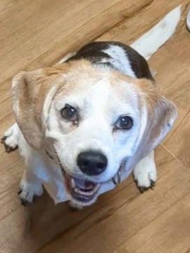 Honey Bun, a Adopted Beagle in Columbus, OH image 3/5