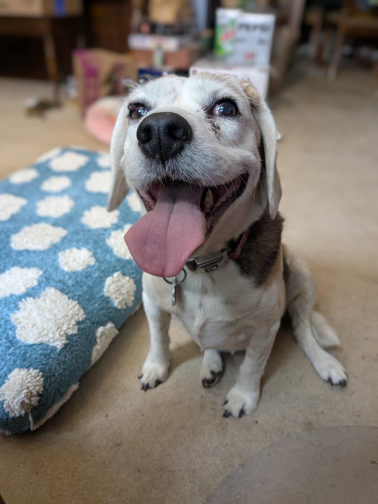 Honey Bun, a Adopted Beagle in Columbus, OH image 4/5
