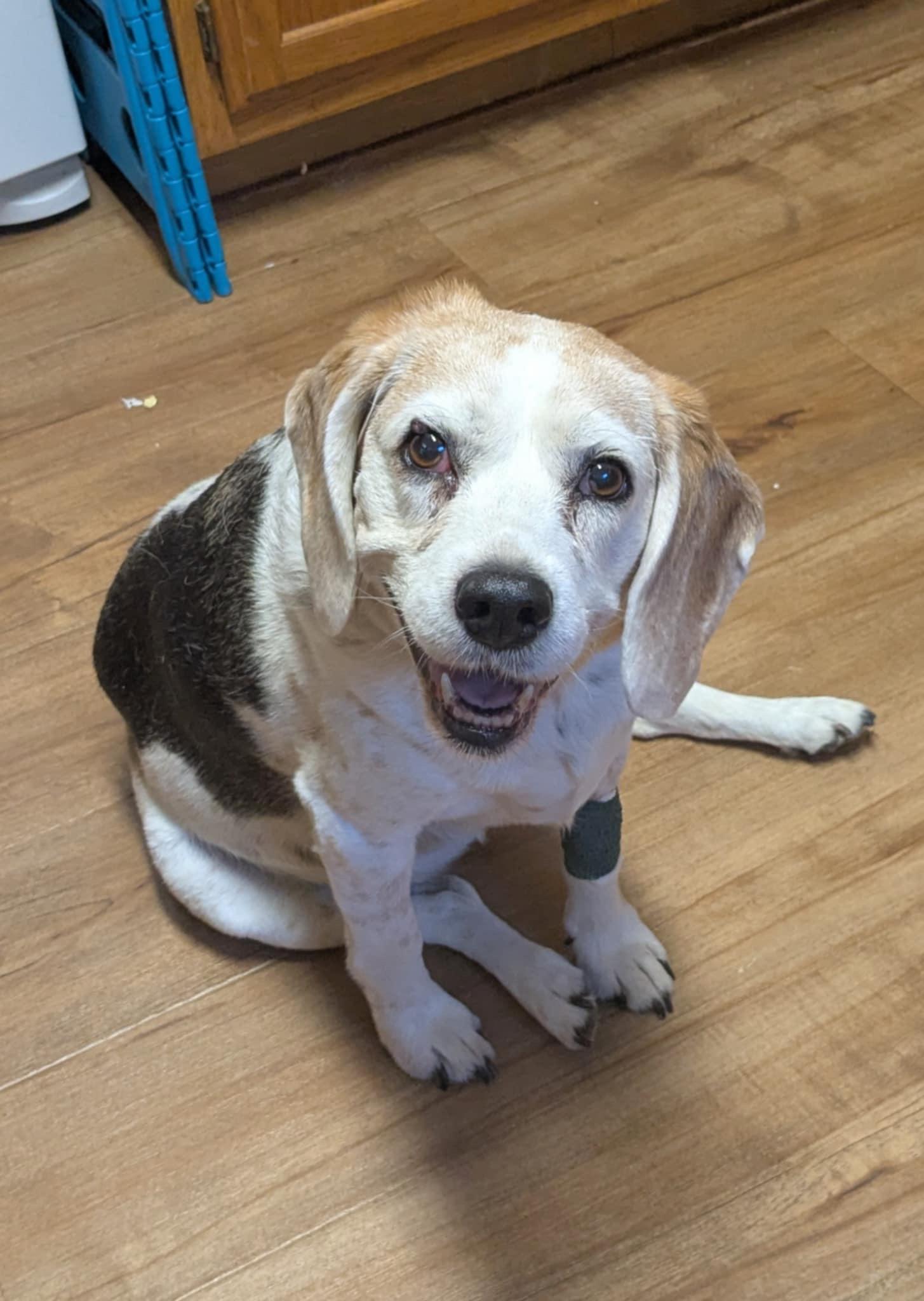 Honey Bun, a Adopted Beagle in Columbus, OH image 1/5