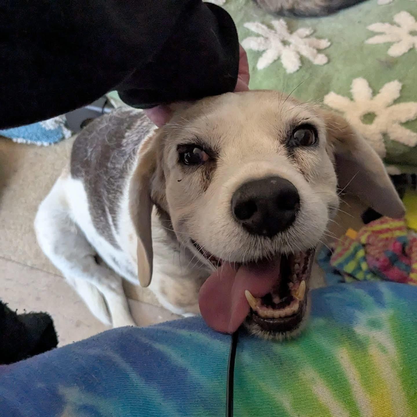 Honey Bun, a Adopted Beagle in Columbus, OH image 2/5