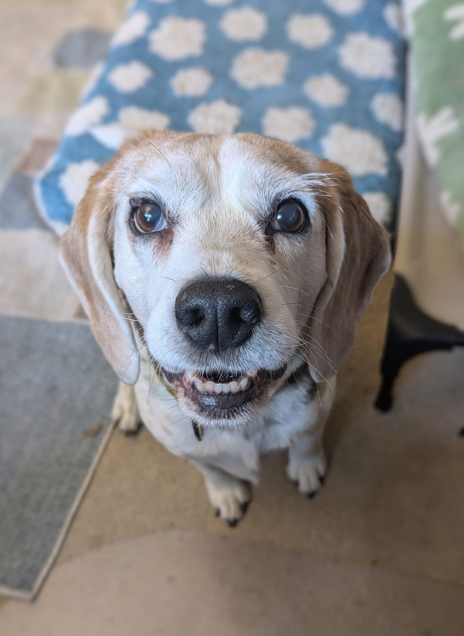 Honey Bun, a Adopted Beagle in Columbus, OH image 5/5