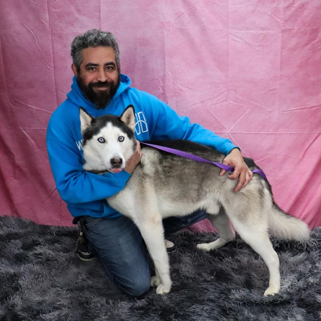 Braxton, Adoptable, Adult Male Husky.