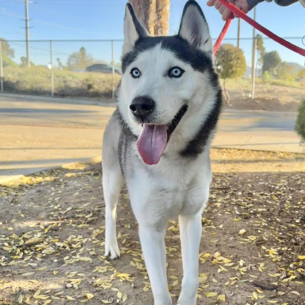 Enlarge Braxton, a Adoptable Husky in San Jacinto, CA image 2/6