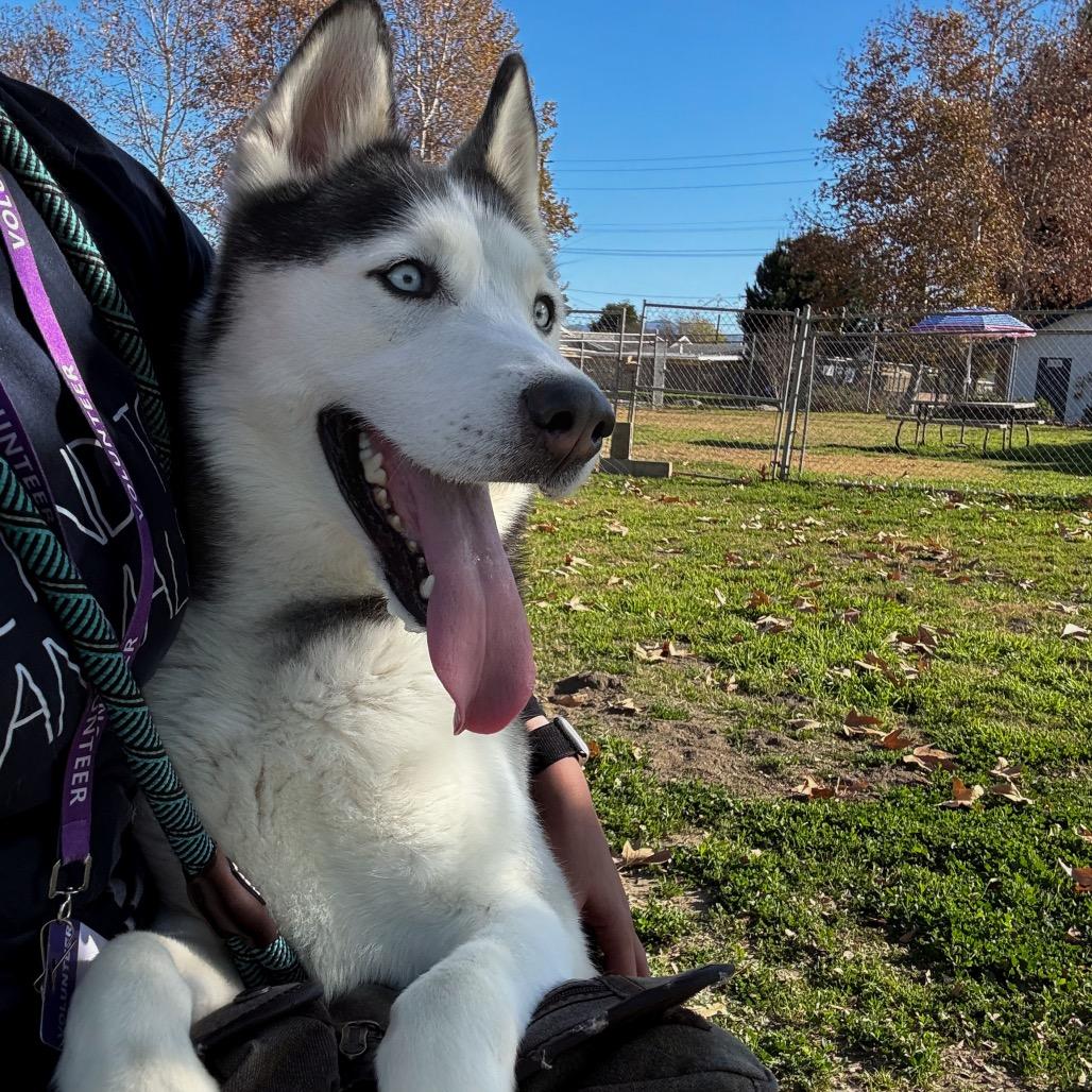Enlarge Braxton, a Adoptable Husky in San Jacinto, CA image 3/6