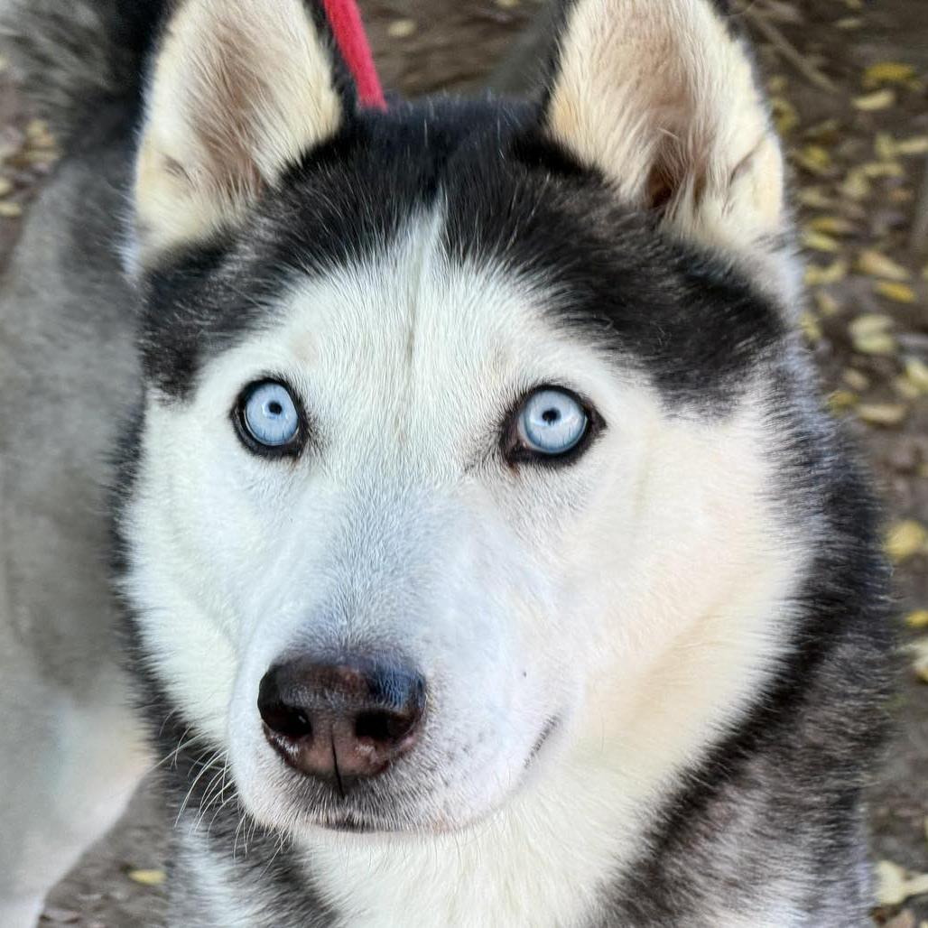 Enlarge Braxton, a Adoptable Husky in San Jacinto, CA image 5/6