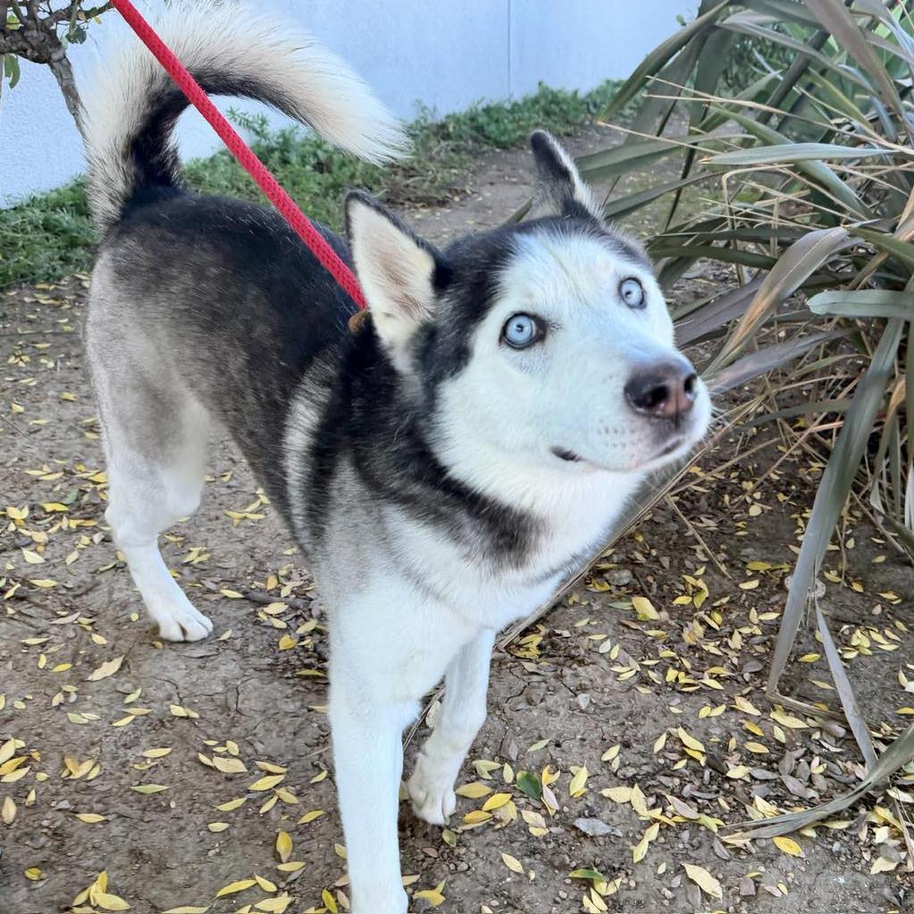 Enlarge Braxton, a Adoptable Husky in San Jacinto, CA image 6/6