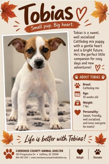 TOBIAS, Adoptable, Puppy Male Cattle Dog.