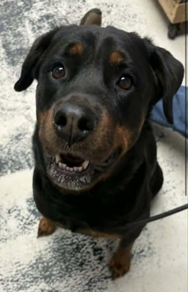 Scarlett, Adoptable, Adult Female Rottweiler.