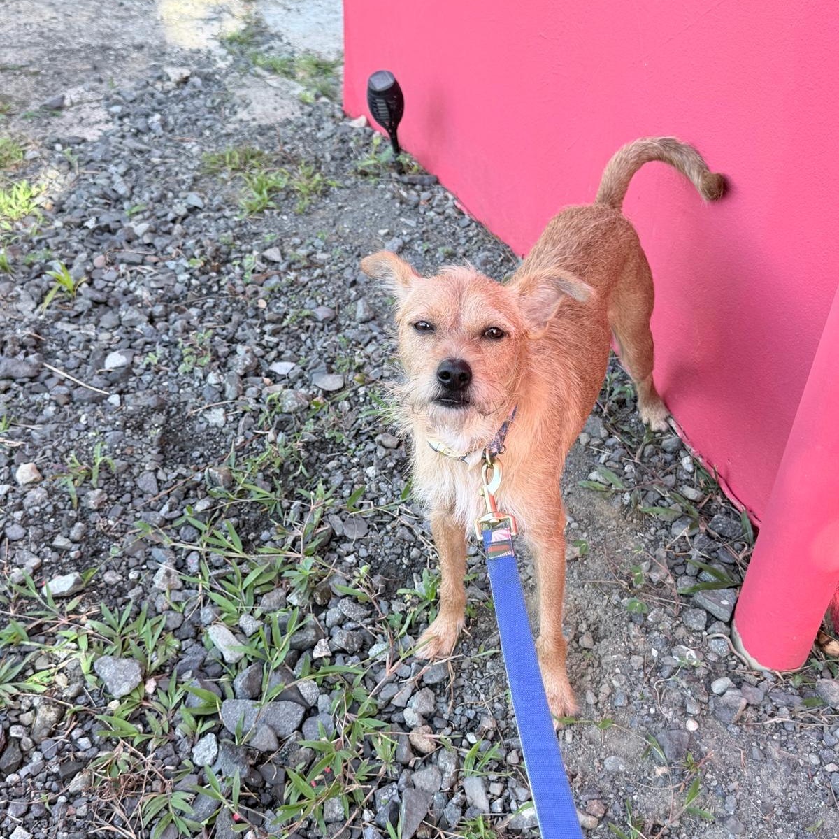 Enlarge Casio, a Adoptable mixed breed in Jersey City, NJ image 3/5