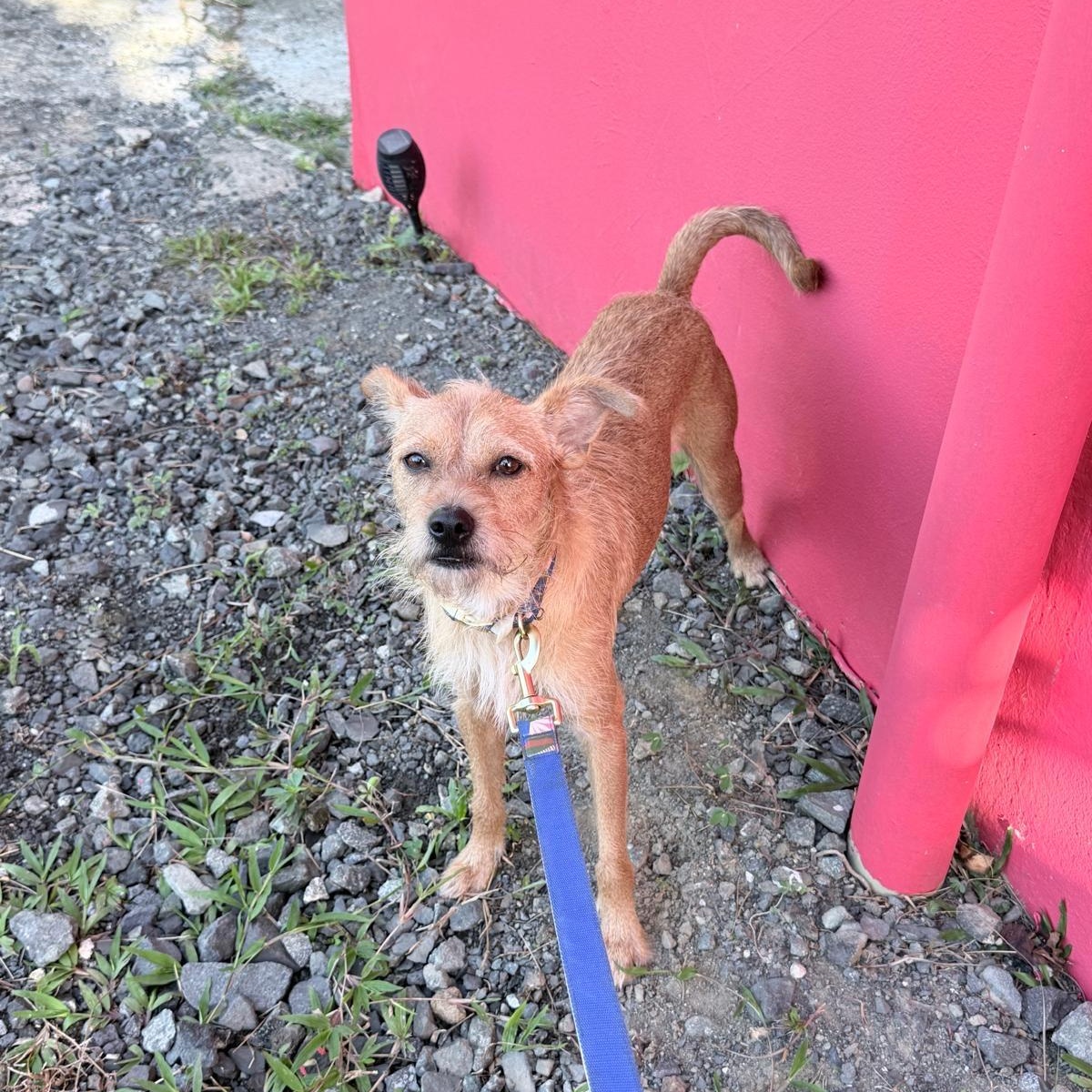 Enlarge Casio, a Adoptable mixed breed in Jersey City, NJ image 2/5
