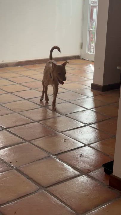 Enlarge Casio, a Adoptable mixed breed in Jersey City, NJ video 5/5