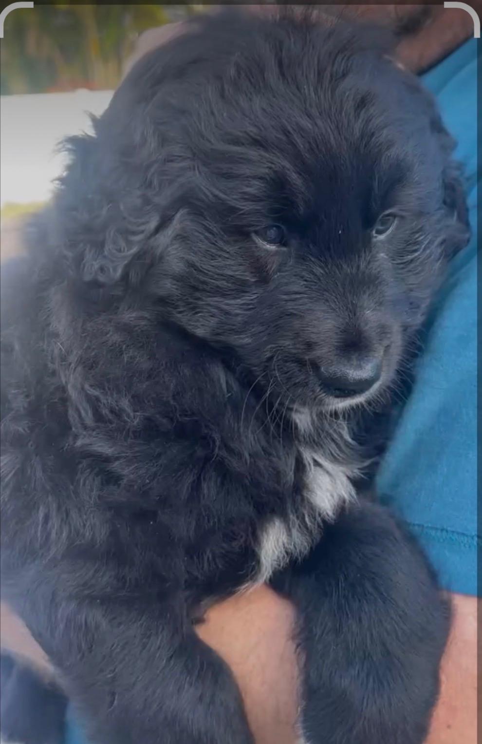 Enlarge Socks, a ADOPTABLE Goldendoodle in Sarasota, FL image 4/4