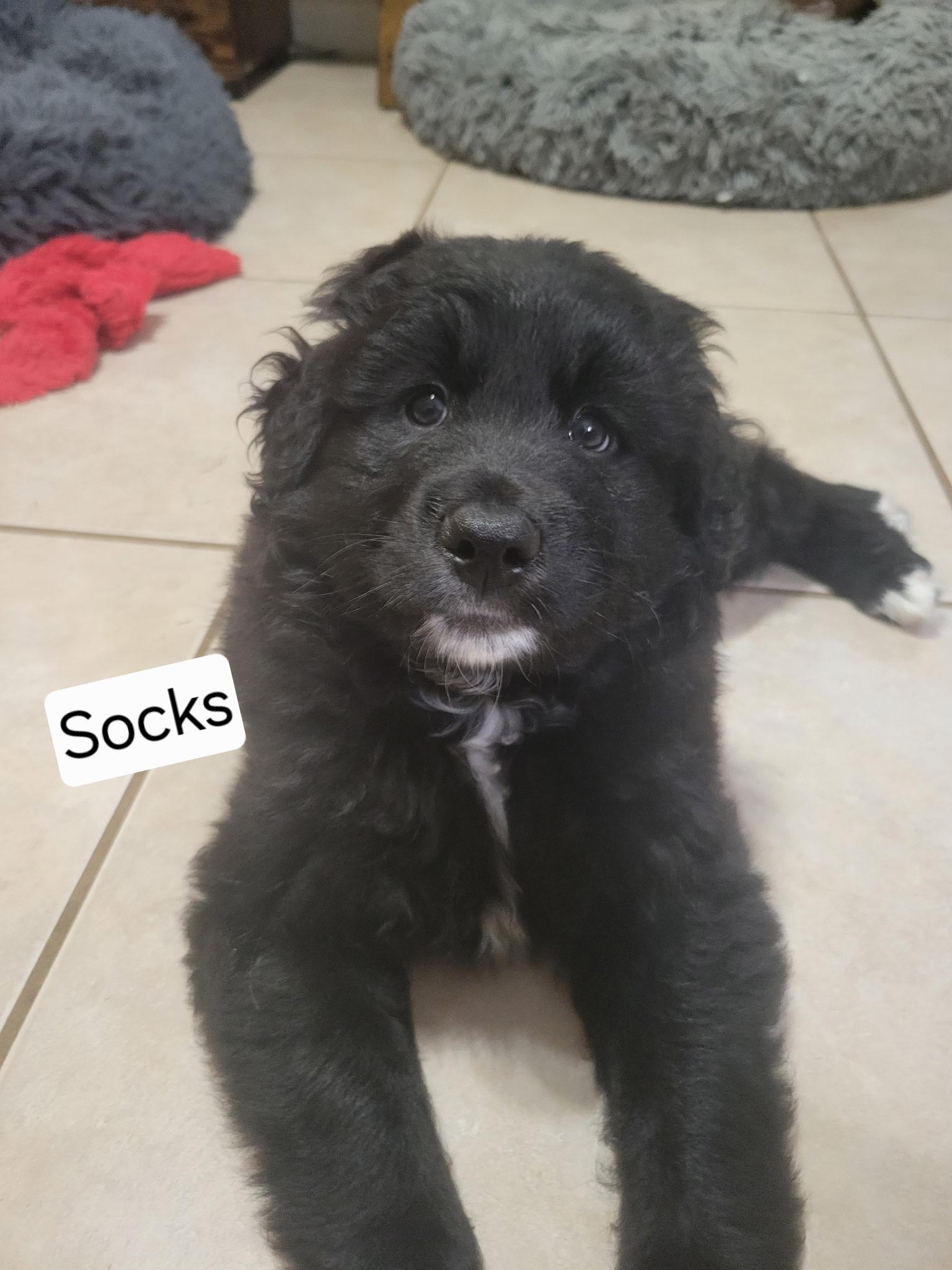 Enlarge Socks, a ADOPTABLE Goldendoodle in Sarasota, FL image 1/4
