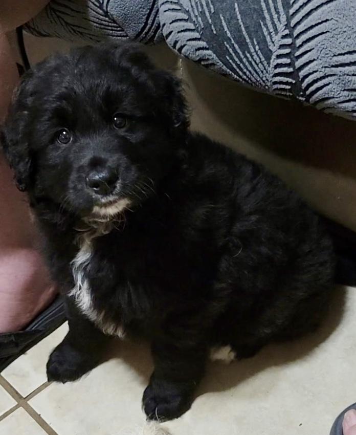 Enlarge Socks, a ADOPTABLE Goldendoodle in Sarasota, FL image 3/4