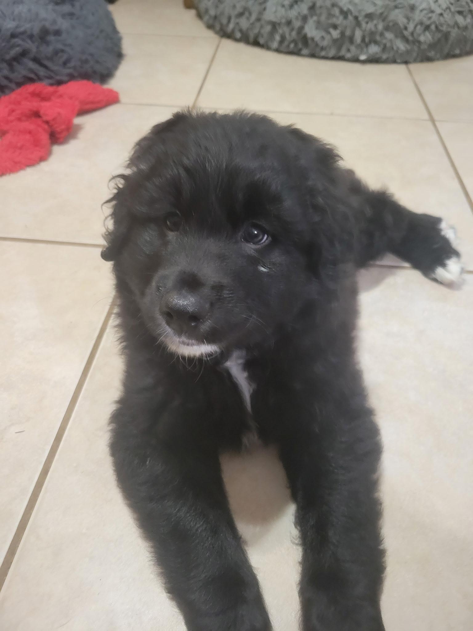 Enlarge Socks, a ADOPTABLE Goldendoodle in Sarasota, FL image 2/4