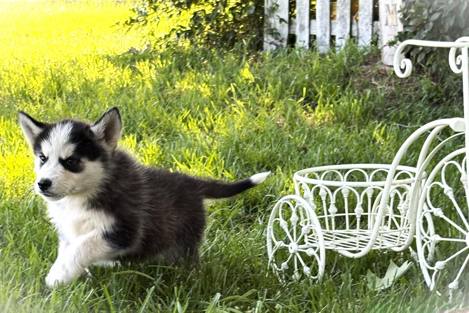 KODA -12 wks-Neuter Contract Required $525, a Adoptable Husky in Holly Hill, SC image 1/3