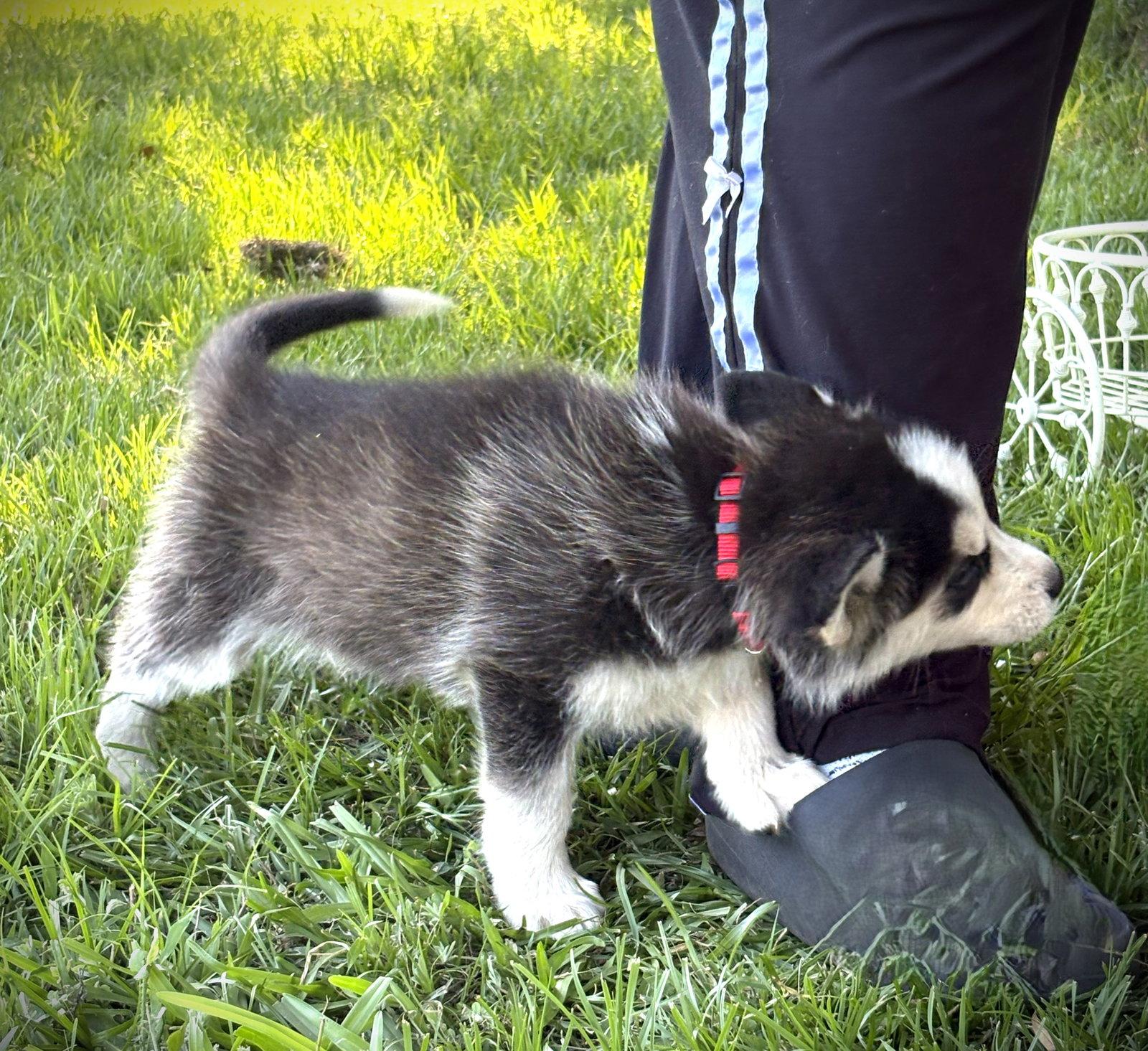 KODA -12 wks-Neuter Contract Required $525, a Adoptable Husky in Holly Hill, SC image 3/3