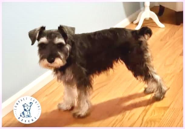 Enlarge Scotland, a ADOPTABLE Miniature Schnauzer in Hopewell, VA image 1/1