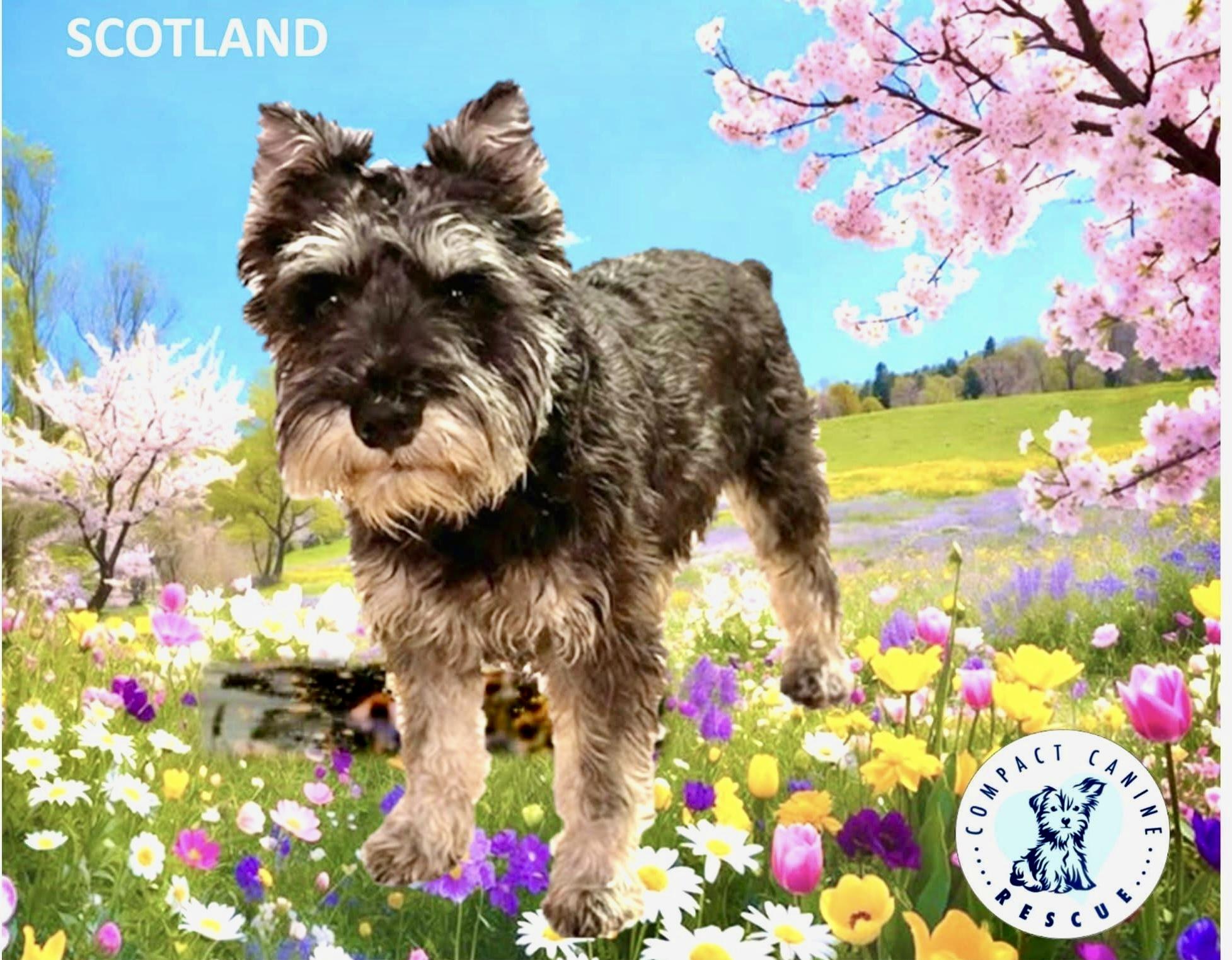 Scotland thumbnail 3