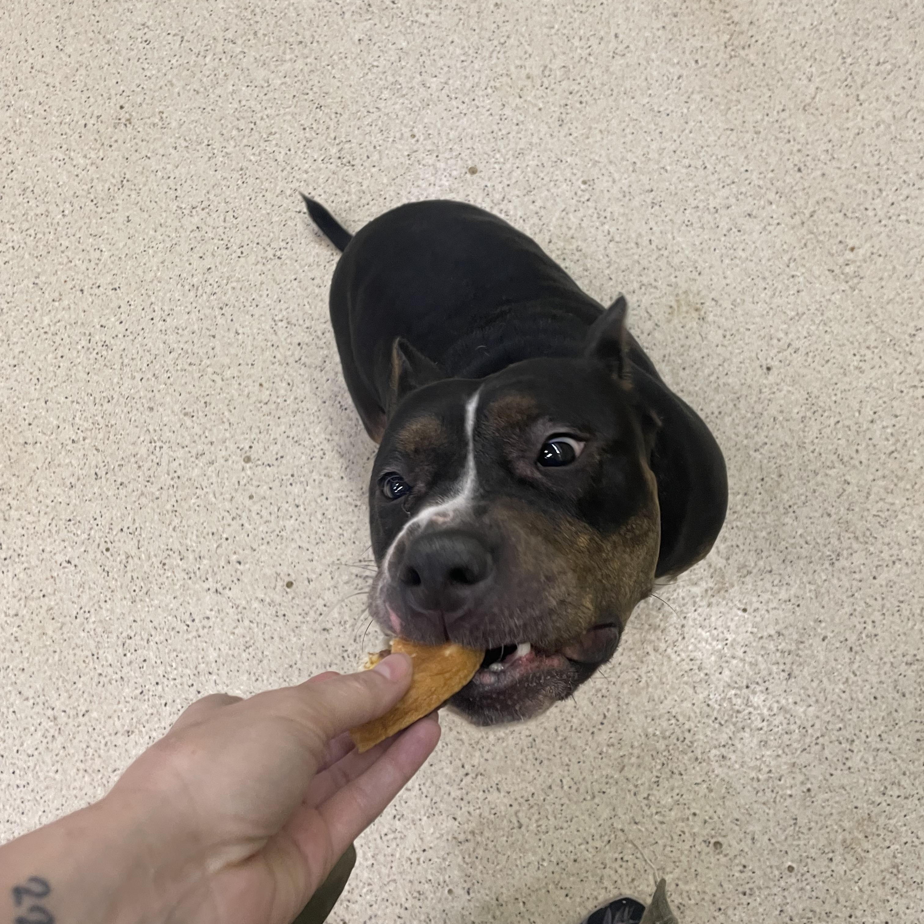 Enlarge Ada, an adoptable mixed breed in Muncie, IN image 5/6