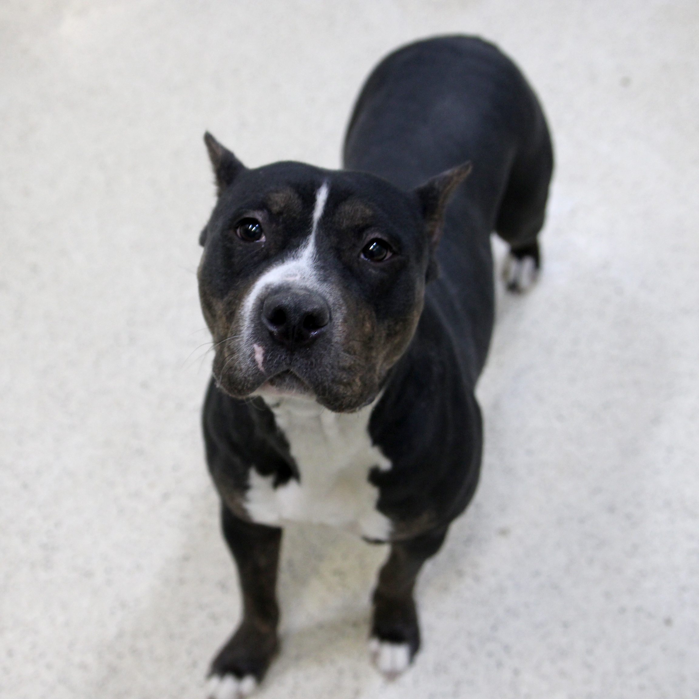 Enlarge Ada, an adoptable mixed breed in Muncie, IN image 3/6