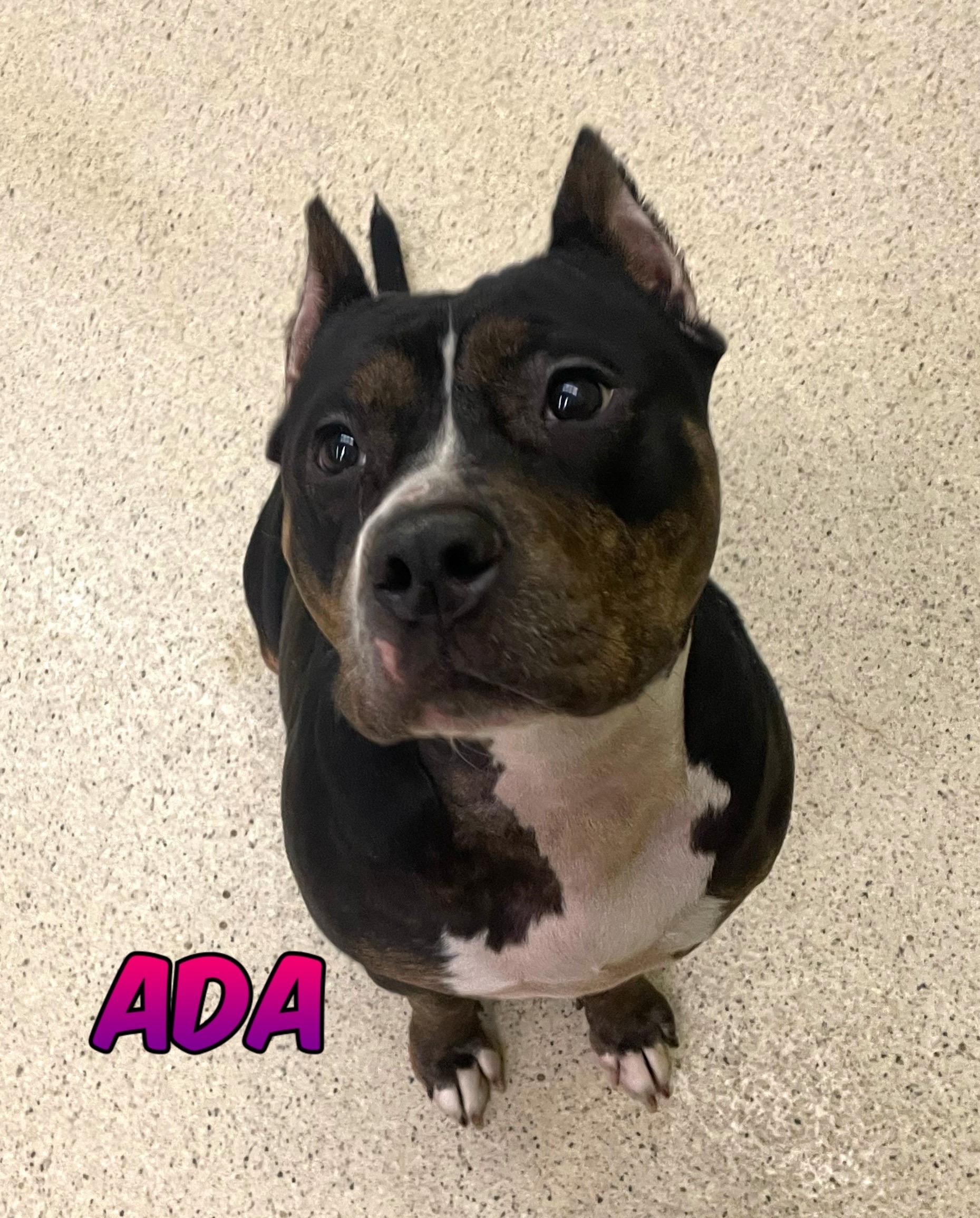 Enlarge Ada, an adoptable mixed breed in Muncie, IN image 1/6