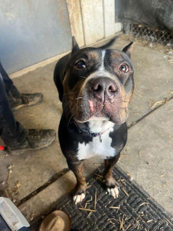 Enlarge Ada, an adoptable mixed breed in Muncie, IN image 4/6