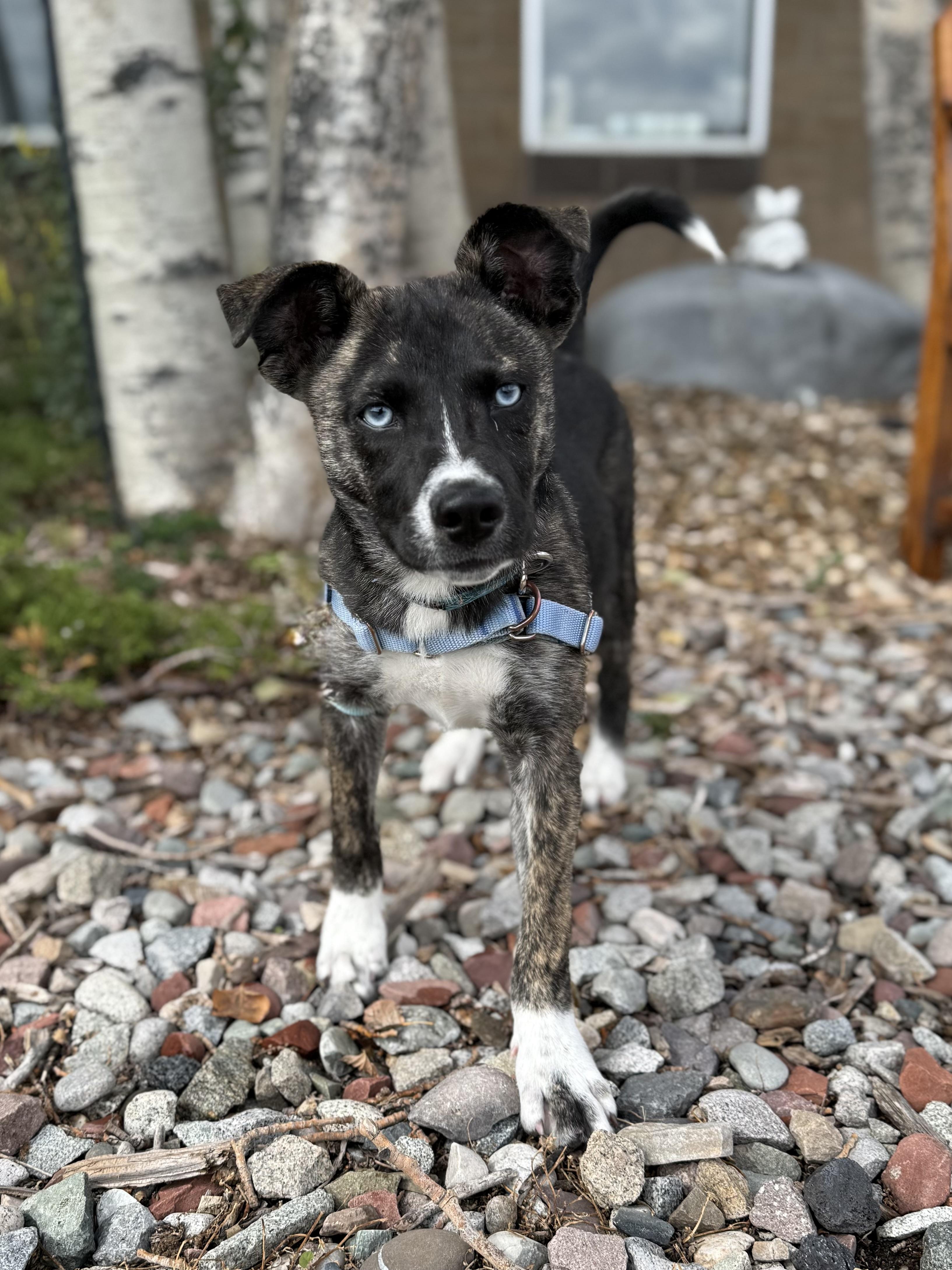 Alejandra, Adoptable, Puppy Female Husky & Mixed Breed.