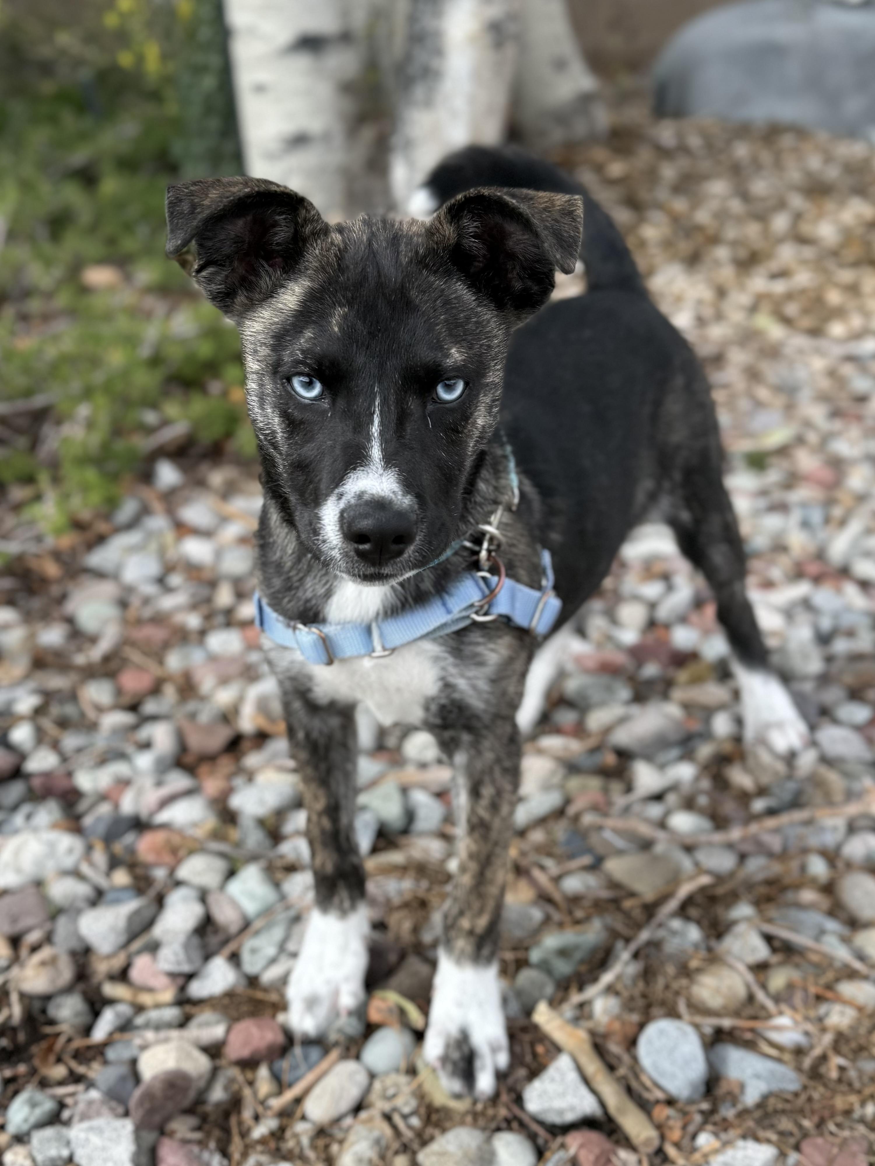 Enlarge Alejandra, a Adoptable mixed breed in Eagle, CO image 4/6