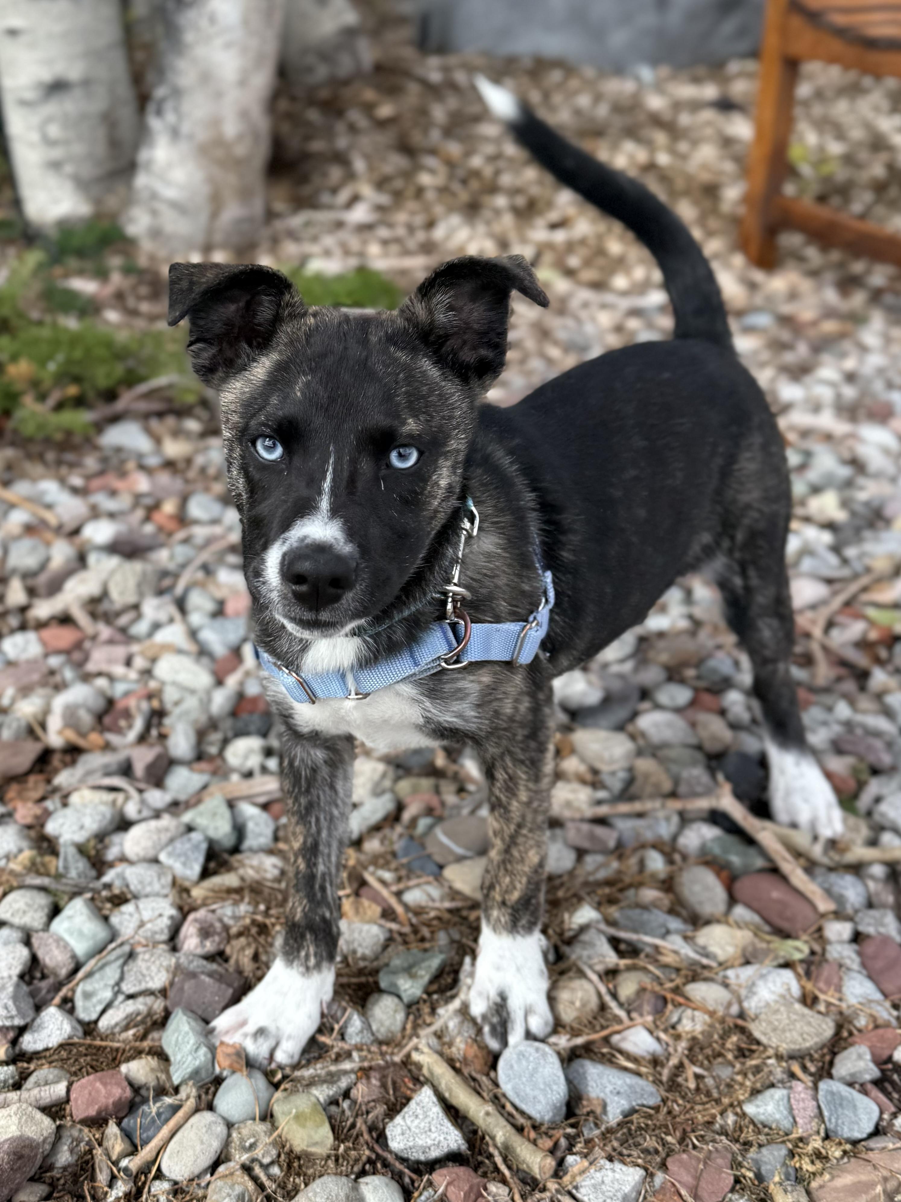 Enlarge Alejandra, a Adoptable mixed breed in Eagle, CO image 5/6