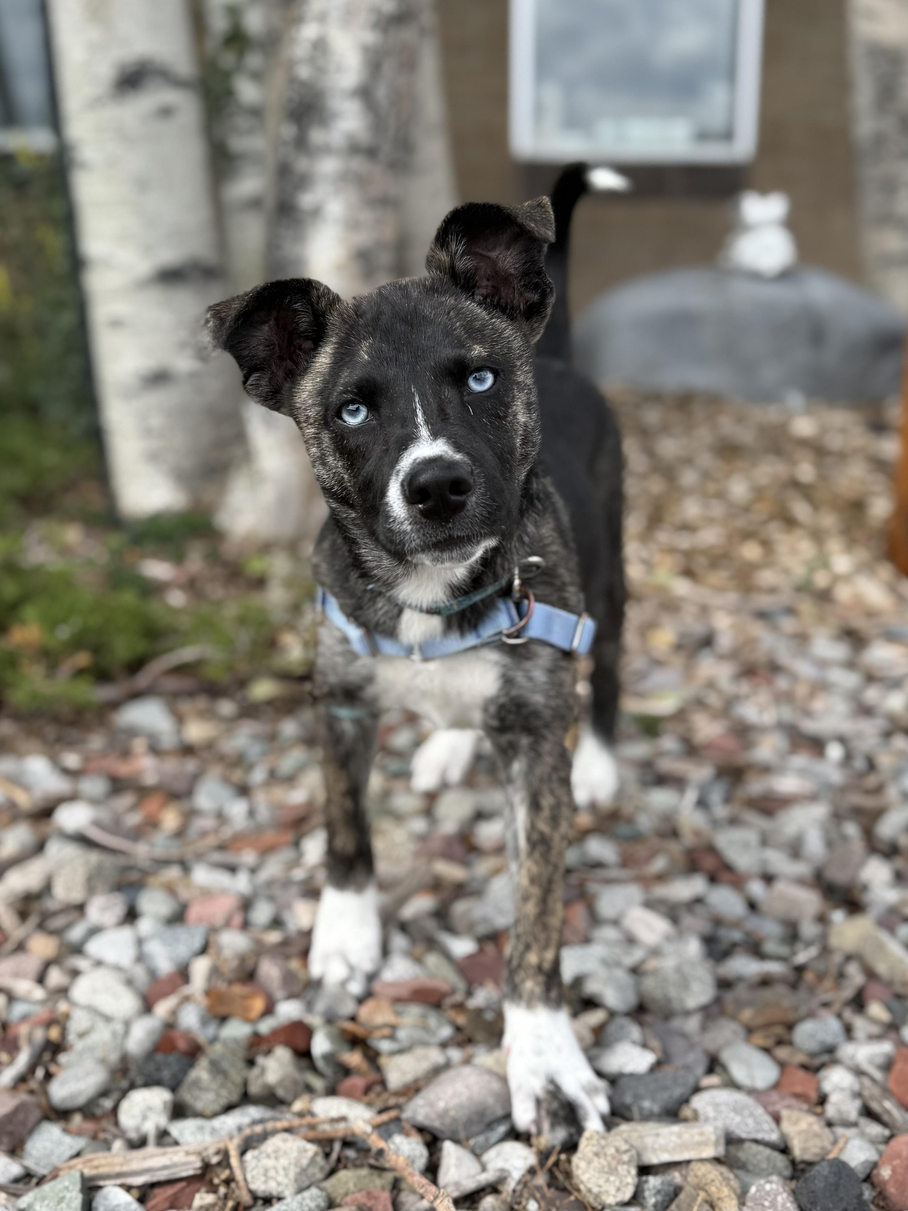 Enlarge Alejandra, a Adoptable mixed breed in Eagle, CO image 2/6