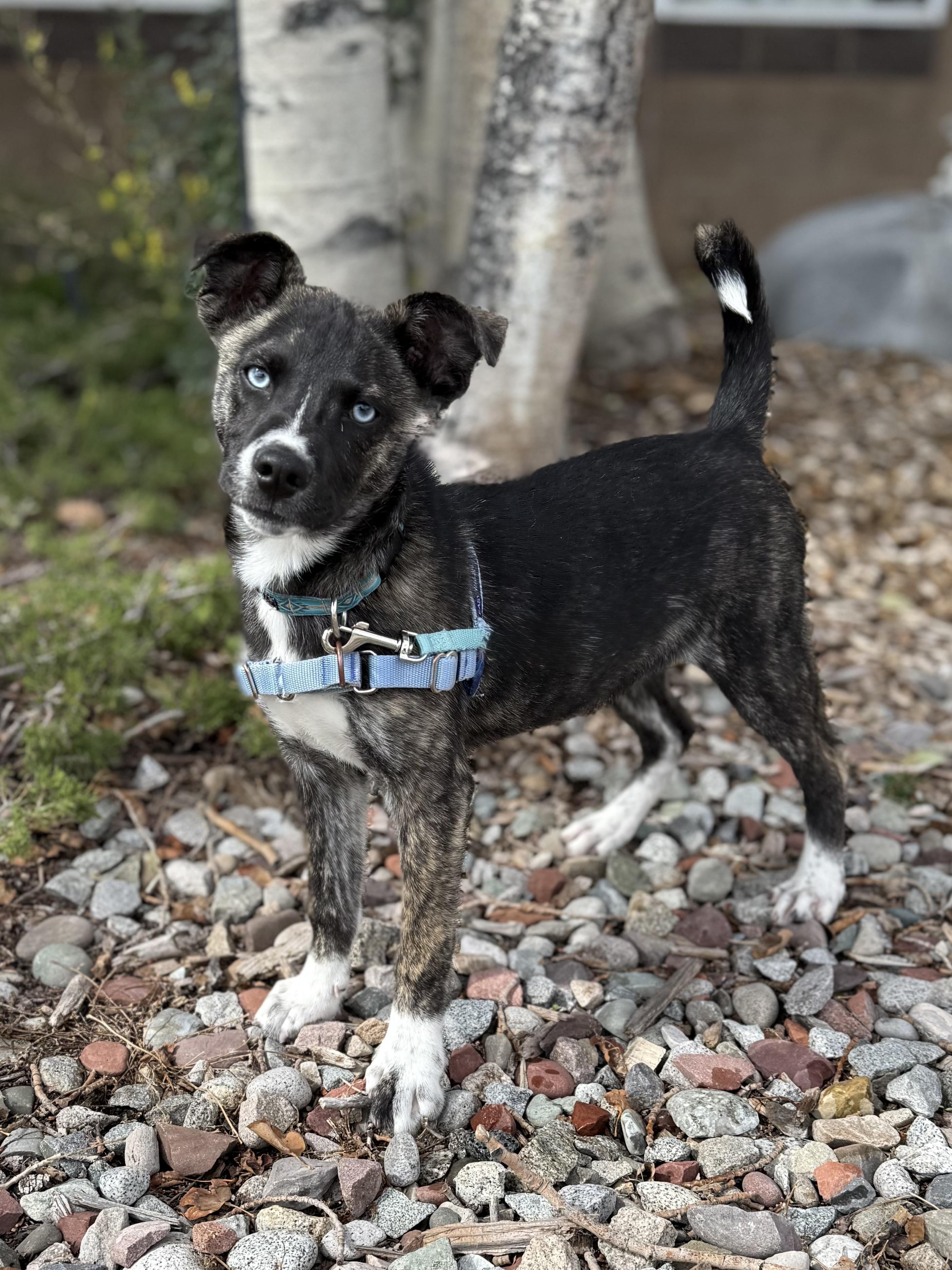 Enlarge Alejandra, a Adoptable mixed breed in Eagle, CO image 6/6