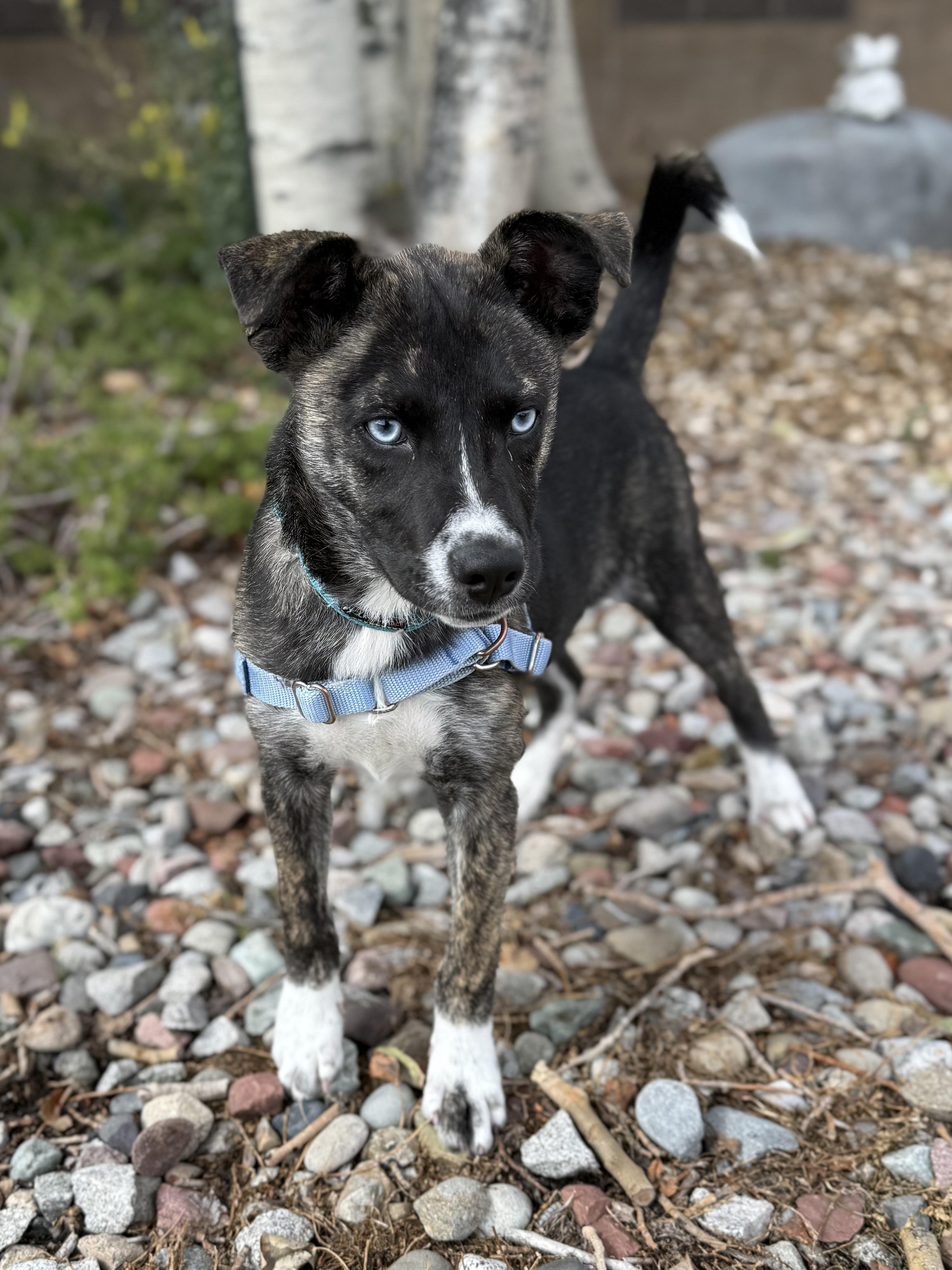 Enlarge Alejandra, a Adoptable mixed breed in Eagle, CO image 3/6