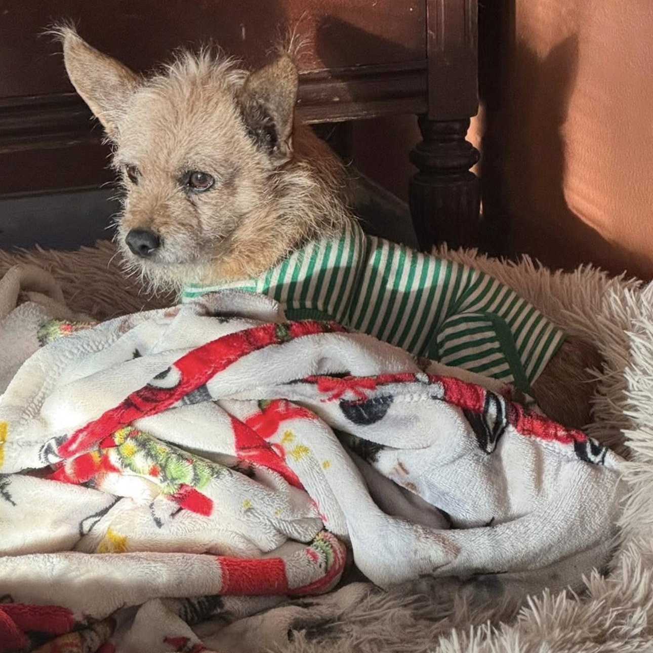 Enlarge 2125 LuLu Belle, an adopted mixed breed in Springfield, MO image 2/2