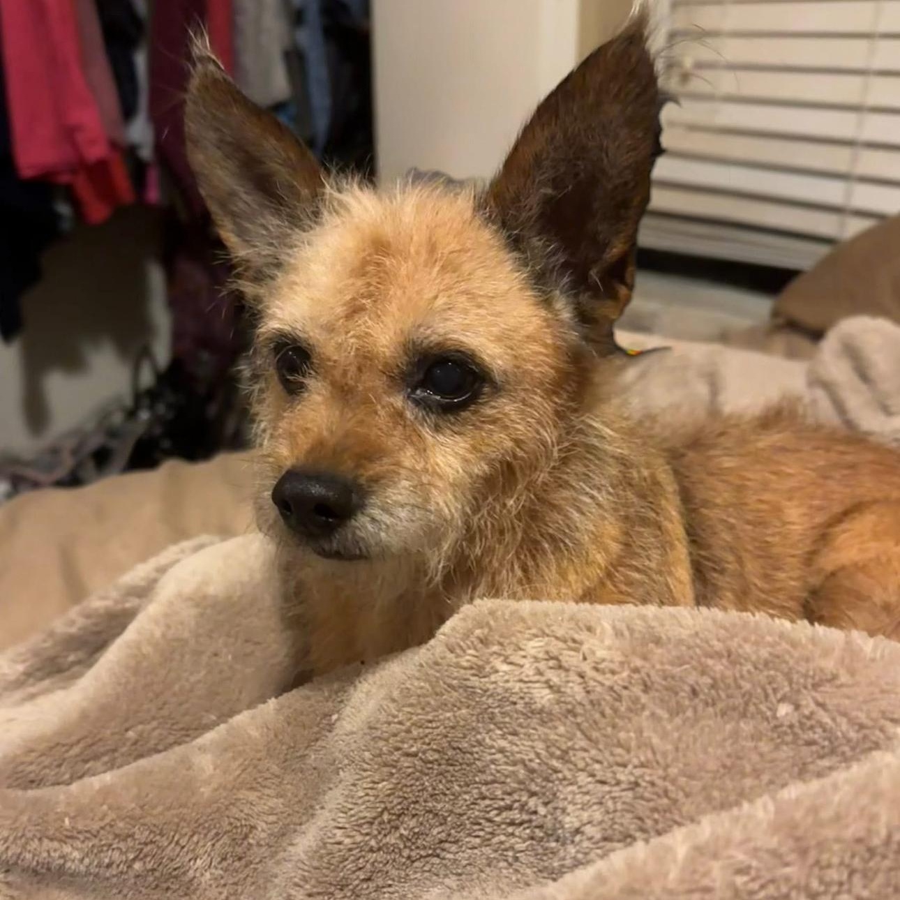 Enlarge 2125 LuLu Belle, an adopted mixed breed in Springfield, MO image 1/2