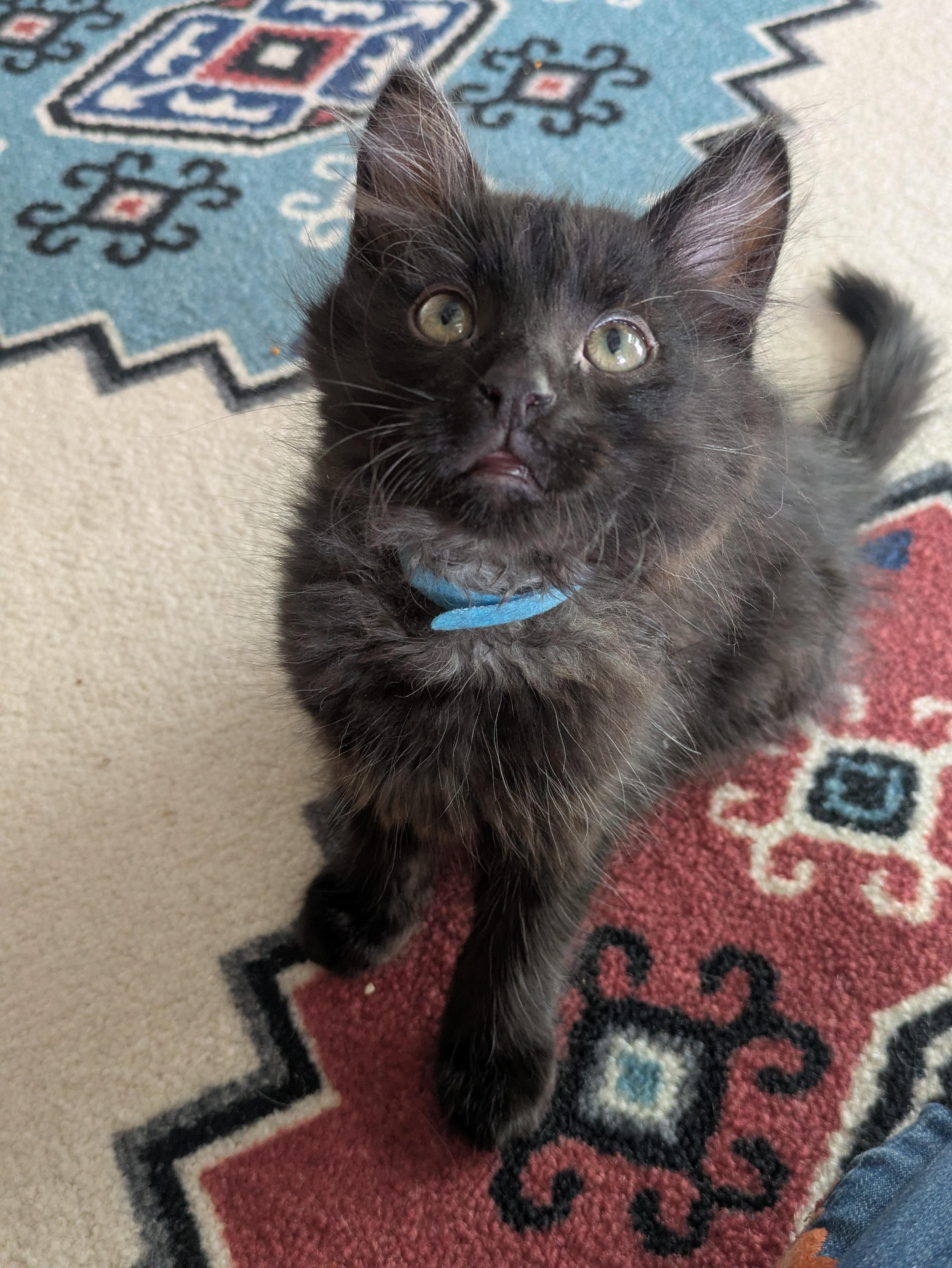 Taz — the life of the party!