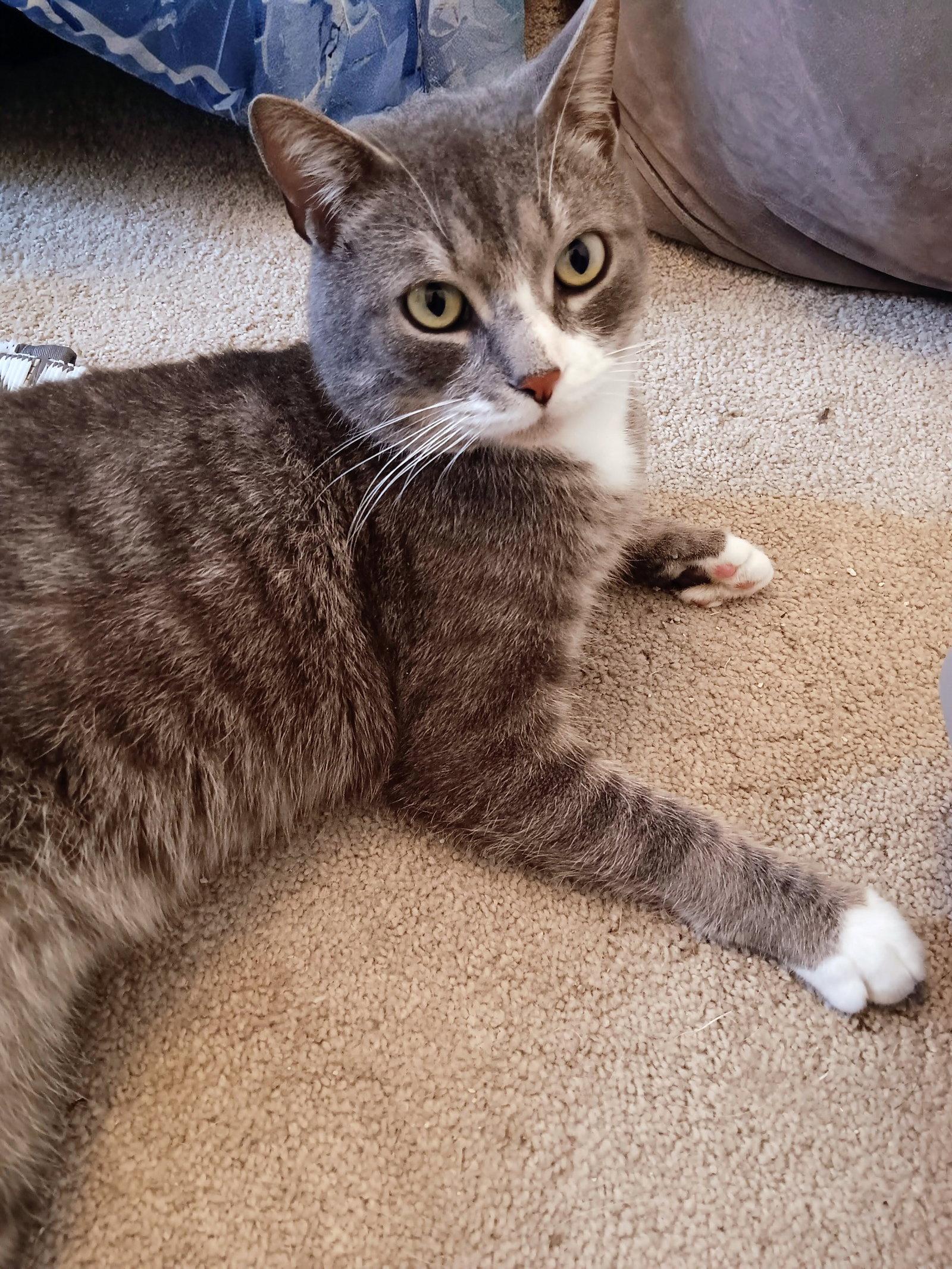 Boots KPS, Adopted, Adult Male Domestic Short Hair.