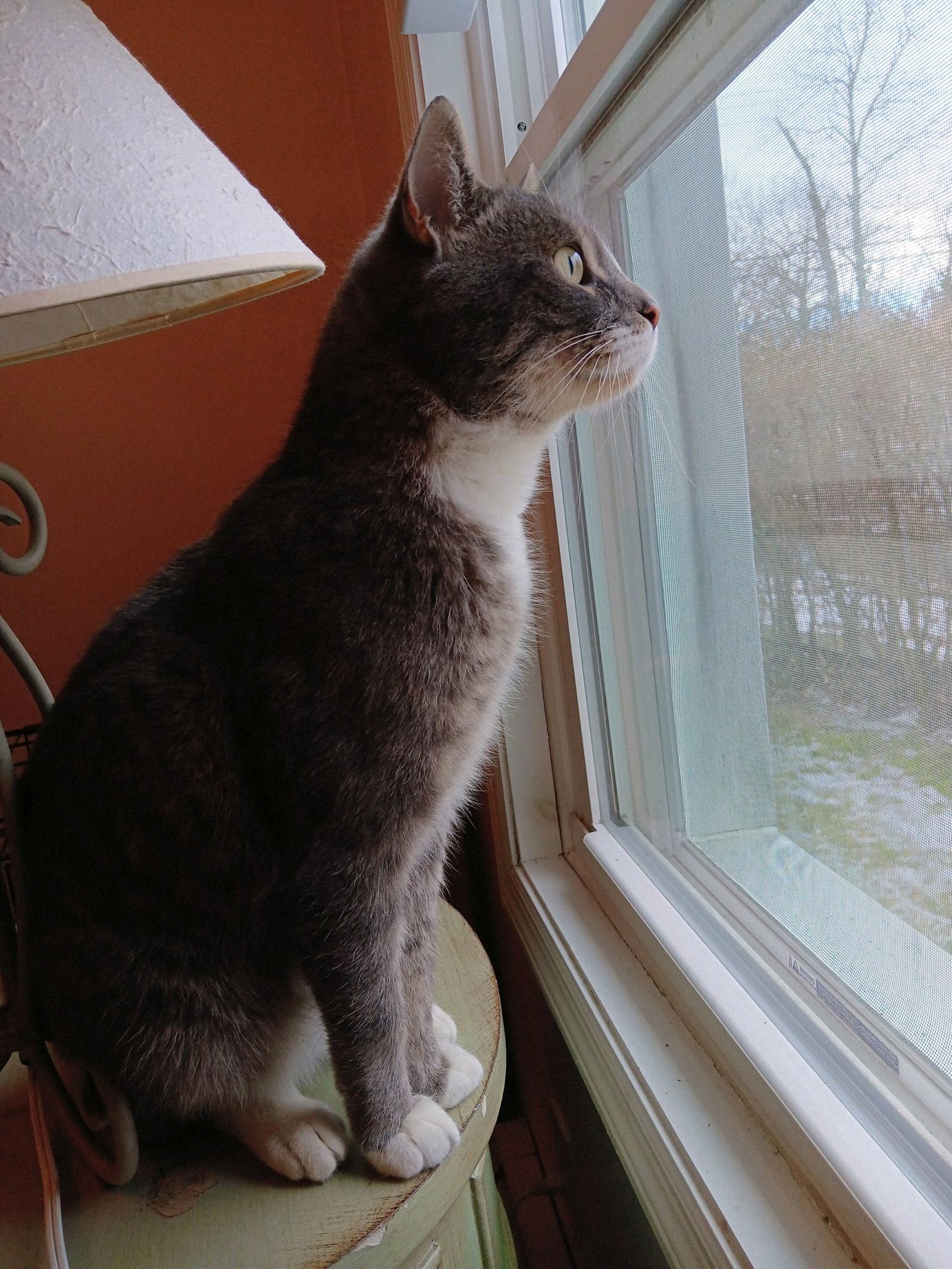 Enlarge Boots KPS, a Adopted Domestic Short Hair in Rockaway, NJ image 2/3