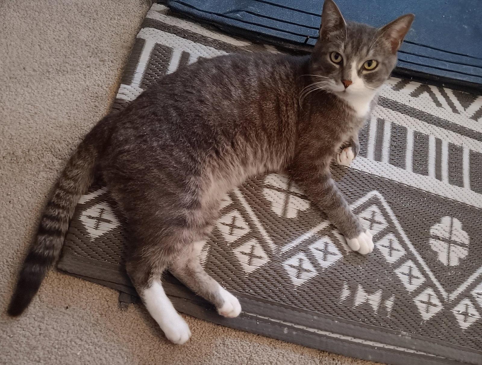 Enlarge Boots KPS, a Adopted Domestic Short Hair in Rockaway, NJ image 3/3