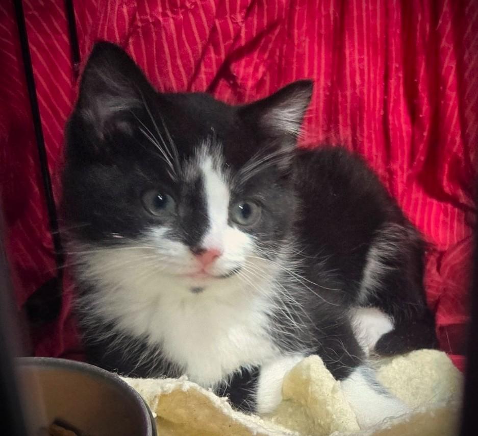 Ollie at Petsmart Mankato, adopted, Kitten Male Domestic Medium Hair.