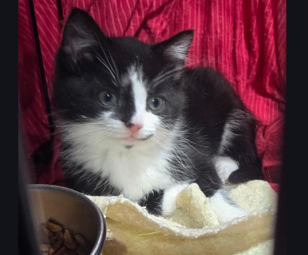 Enlarge Ollie at Petsmart Mankato, an adopted Domestic Medium Hair in Mankato, MN image 2/2
