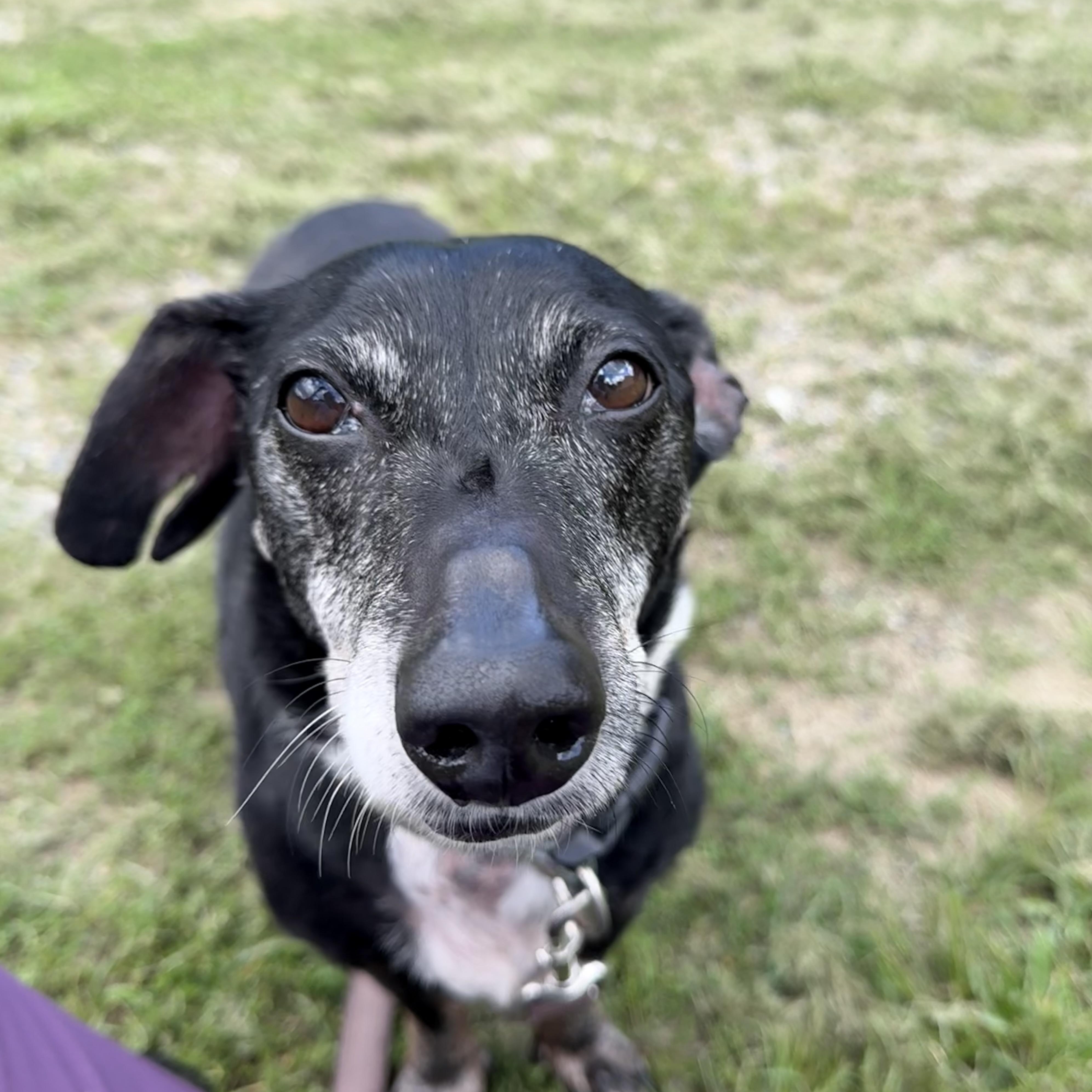 Toby, ADOPTABLE, Senior Male Dachshund.